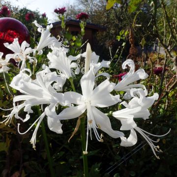 Nerine bowdenii Bianca Perla - Guernsey-Lilie