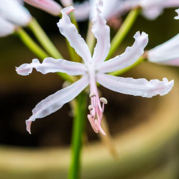 Nerine bowdenii Bionce - Guernsey-Lilie