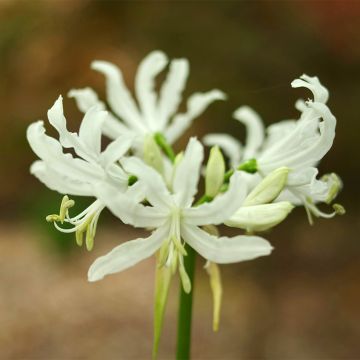 Nerine bowdenii Like a Virgin - Guernsey-Lilie