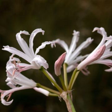 Nerine bowdenii Ostara K - Guernsey-Lilie