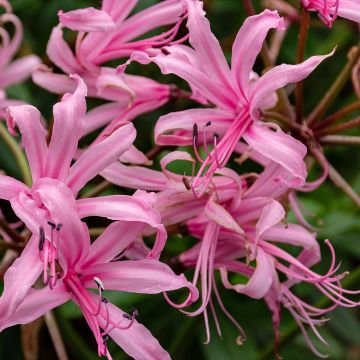 Nerine bowdenii - Guernsey-Lilie