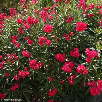 Laurier rose - Nerium oleander Rouge Double