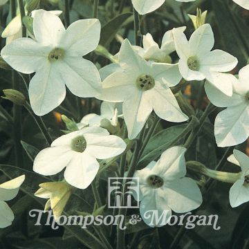 Ziertabak Fragrant Cloud (Samen) - Nicotiana sanderae