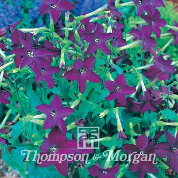 Niederer Ziertabak Perfume Deep Purple (Samen) - Nicotiana