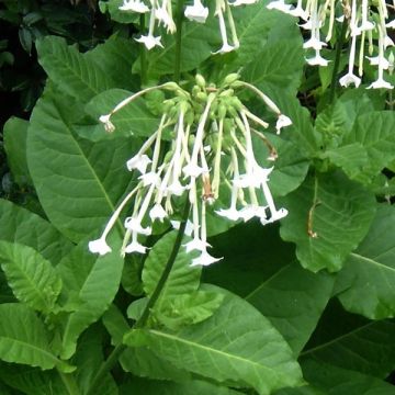 Wald-Tabak Only the Lonely - Nicotiana sylvestris