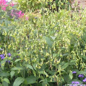 Grüner Ziertabak Lemon Tree - Nicotiana langsdorffii