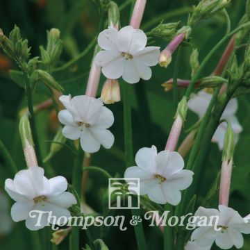 Ziertabak (Samen) - Nicotiana suaveolens