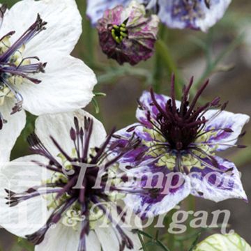 Nigella papillosa Delft Blue (Samen) - Schwarzkümmel