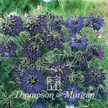 Nigella damascena Oxford Blue (Samen) - Damaszener Schwarzkümmel