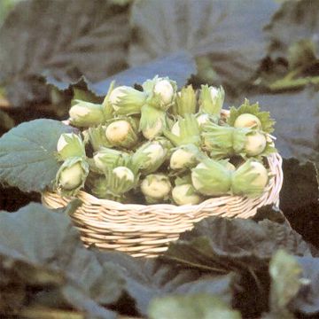 Haselnuss Fertile de Coutard - Corylus avellana