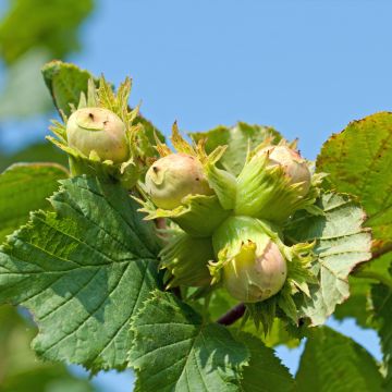 Haselnuss Longue d'Espagne - Corylus avellana