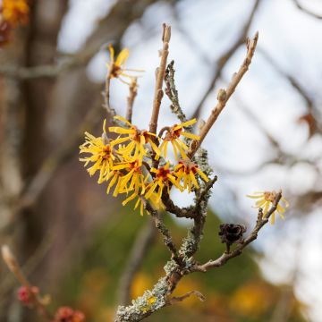 Chinesische Zaubernuss Pallida - Hamamelis mollis