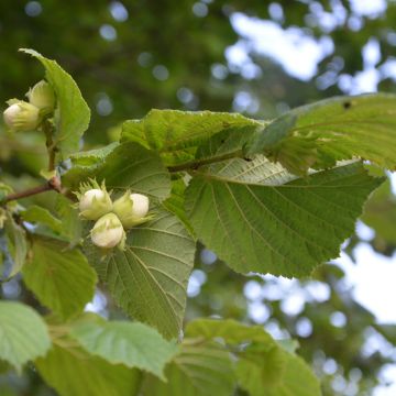 Lambertsnuss Géant de Halle - Corylus maxima