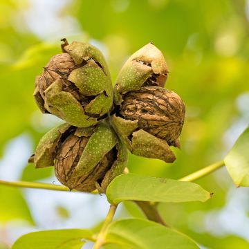 Walnuss Mayette - Juglans regia