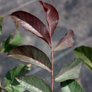 Walnuss Purpurea - Juglans regia