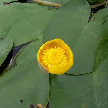 Nuphar lutea - Gelbe Teichrose