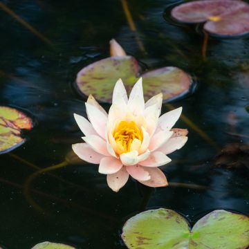 Nymphaea Amabilis - Winterharte Seerose