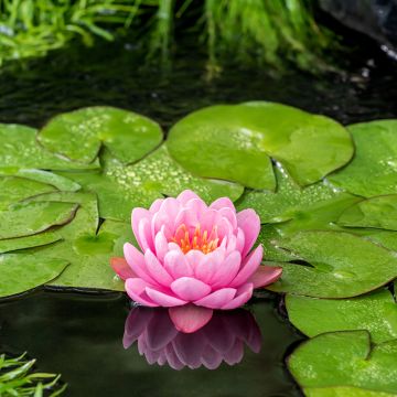 Nymphaea American Star - Winterharte Seerose