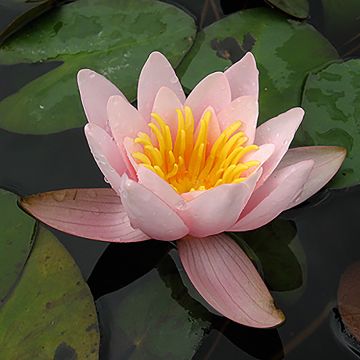 Nymphaea Berthold - Winterharte Seerose