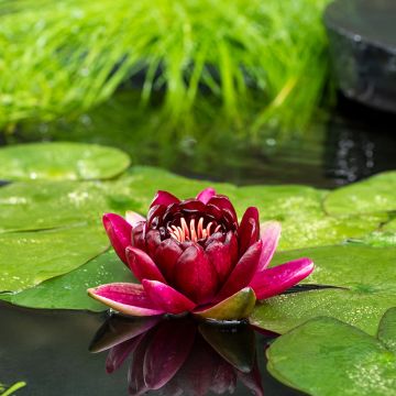 Nymphaea Black Princess - Winterharte Seerose