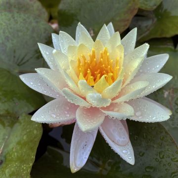 Nymphaea Carolina Sunset - Winterharte Seerose