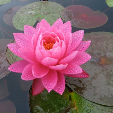 Nymphaea Celebration - Winterharte Seerose