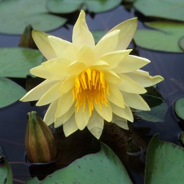 Nymphaea Charlene Strawn - Winterharte Seerose