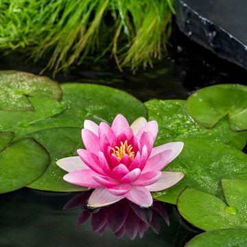 Nymphaea Charles de Meurville - Winterharte Seerose