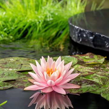 Nymphaea Colorado - Winterharte Seerose