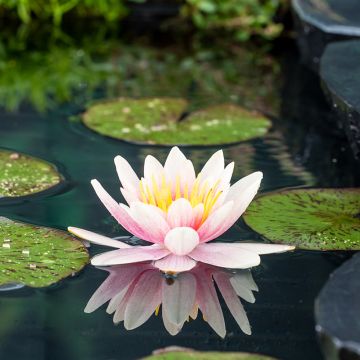 Nymphaea Comanche - Winterharte Seerose