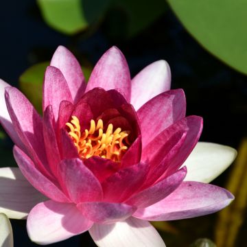 Nymphaea Conqueror - Winterharte Seerose