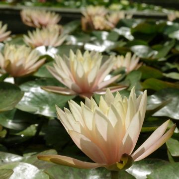 Nymphaea Cynthia Ann - Winterharte Seerose