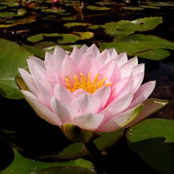 Nymphaea Darwin - Winterharte Seerose