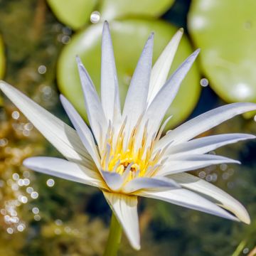 Nymphaea Dauben - Tropische Seerose