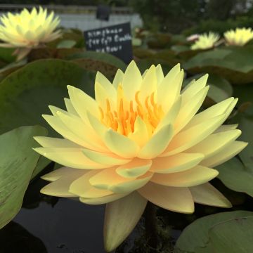 Nymphaea Double Yellow - Winterharte Seerose