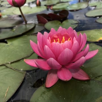 Nymphaea Eros - Winterharte Seerose