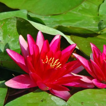 Nymphaea Escarboucle - Winterharte Seerose