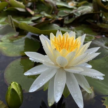 Nymphaea Evelyn Stetson - Winterharte Seerose