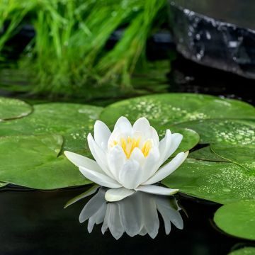 Nymphaea Gladstoniana - Winterharte Seerose