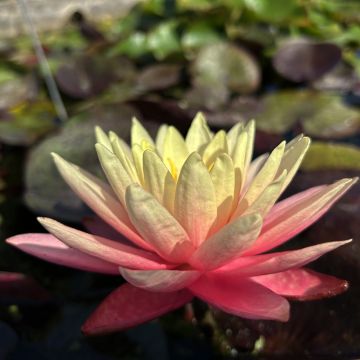 Nymphaea Gregg's Orange Beauty - Winterharte Seerose