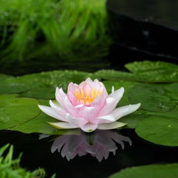 Nymphaea Hollandia - Winterharte Seerose