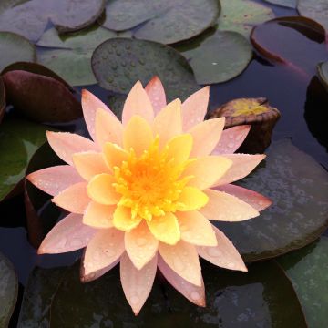 Nymphaea Karleen Harder - Winterharte Seerose