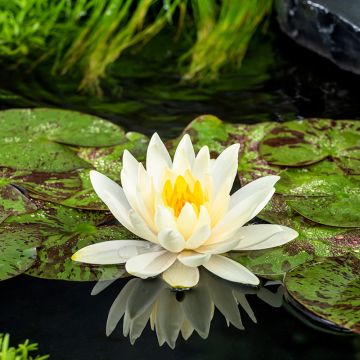 Nymphaea Lemon Mist - Winterharte Seerose