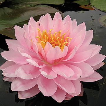 Nymphaea Lily Pons - Winterharte Seerose