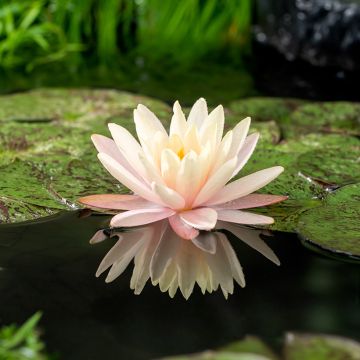 Nymphaea Mangkala Ubol - Winterharte Seerose