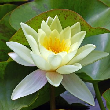 Nymphaea Marliacea Chromatella - Winterharte Seerose