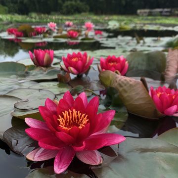 Nymphaea Marliacea Ignea - Winterharte Seerose