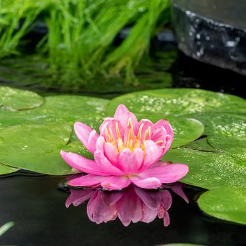 Nymphaea Mayla - Winterharte Seerose