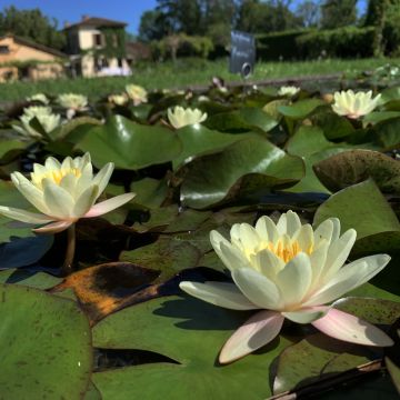 Nymphaea Moorei - Winterharte Seerose