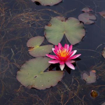 Nymphaea Newton - Winterharte Seerose